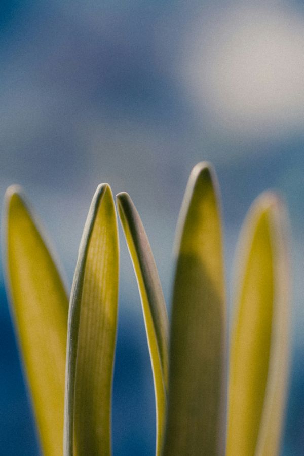 Green leaves rising against a blue sky